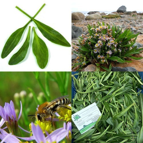 Sea lavender or sea purslane