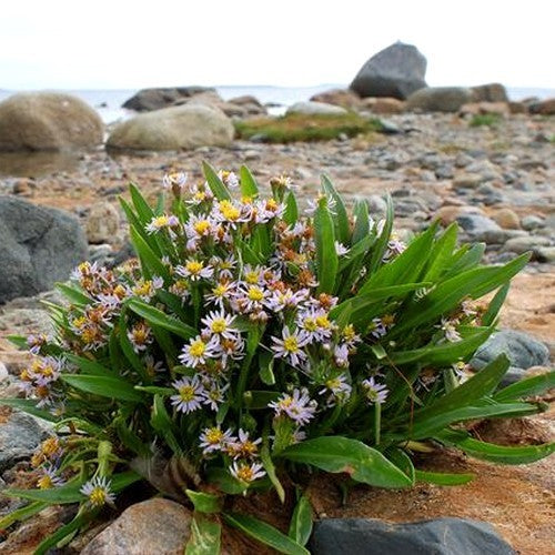 Sea lavender or sea purslane