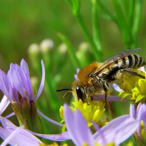 Sea lavender or sea purslane