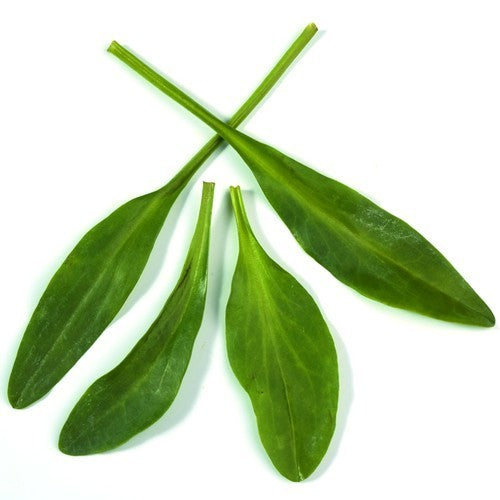 Sea lavender or sea purslane