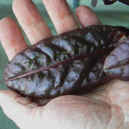 Zuring, Canadese 'Red Leaf'