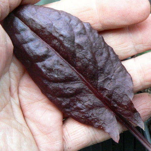 Zuring, Canadese 'Red Leaf'