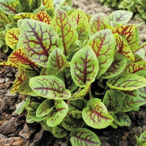 Zuring, Roodnerf- of Bloed- 'Red Stripe'
