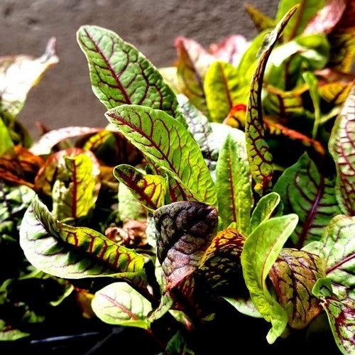 Zuring, Roodnerf- of Bloed- 'Red Stripe'