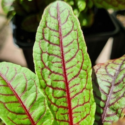 Zuring, Roodnerf- of Bloed- 'Red Stripe'
