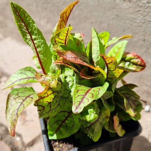 Zuring, Roodnerf- of Bloed- 'Red Stripe'