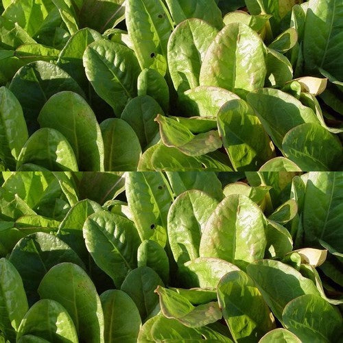Zuring, Bloemloze