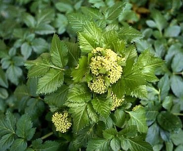 Chervil 'Black Root'