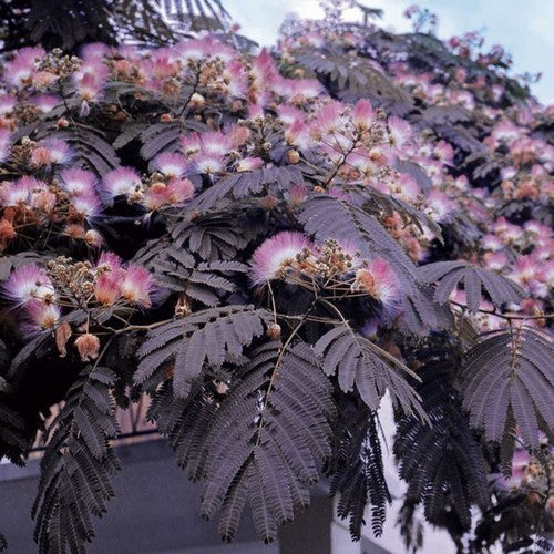 Perzische Zijdeboom 'Summer Chocolate'