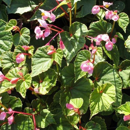Winterbegonia