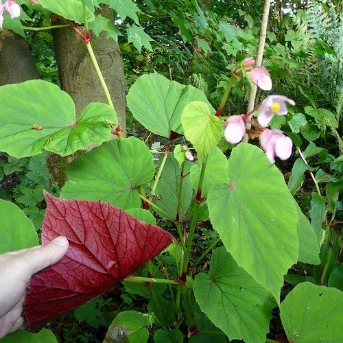 Winterbegonia