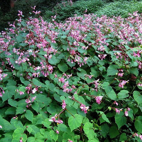 Winterbegonia