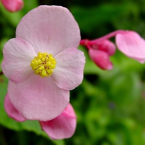 Winterbegonia