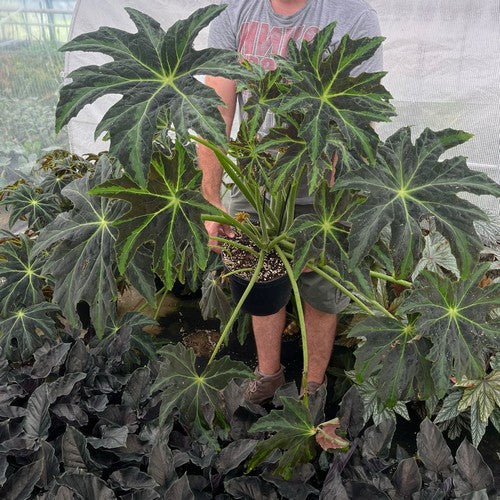 Drakenbladbegonia 'Draco'