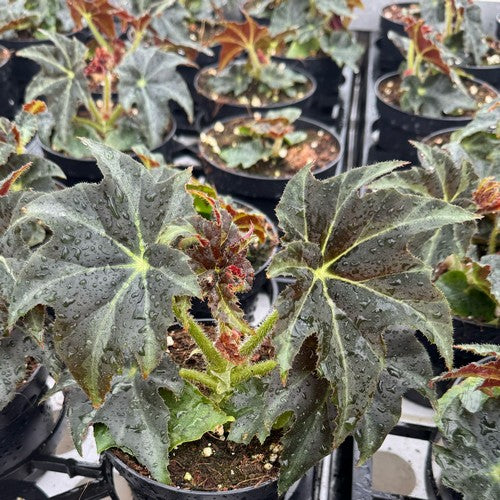 Drakenbladbegonia 'Draco'