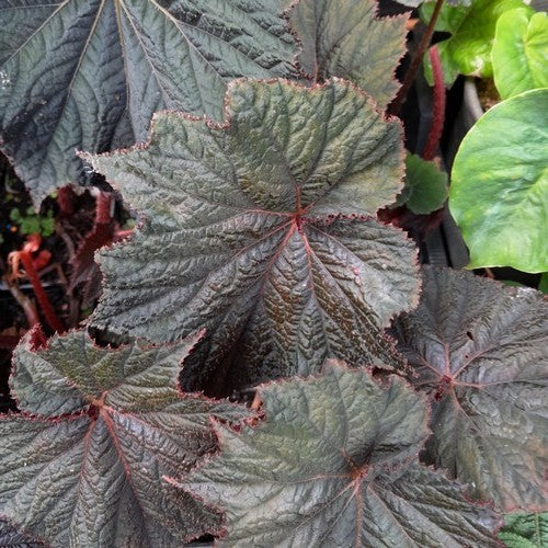 Begonia 'Dark Side of The Moon'