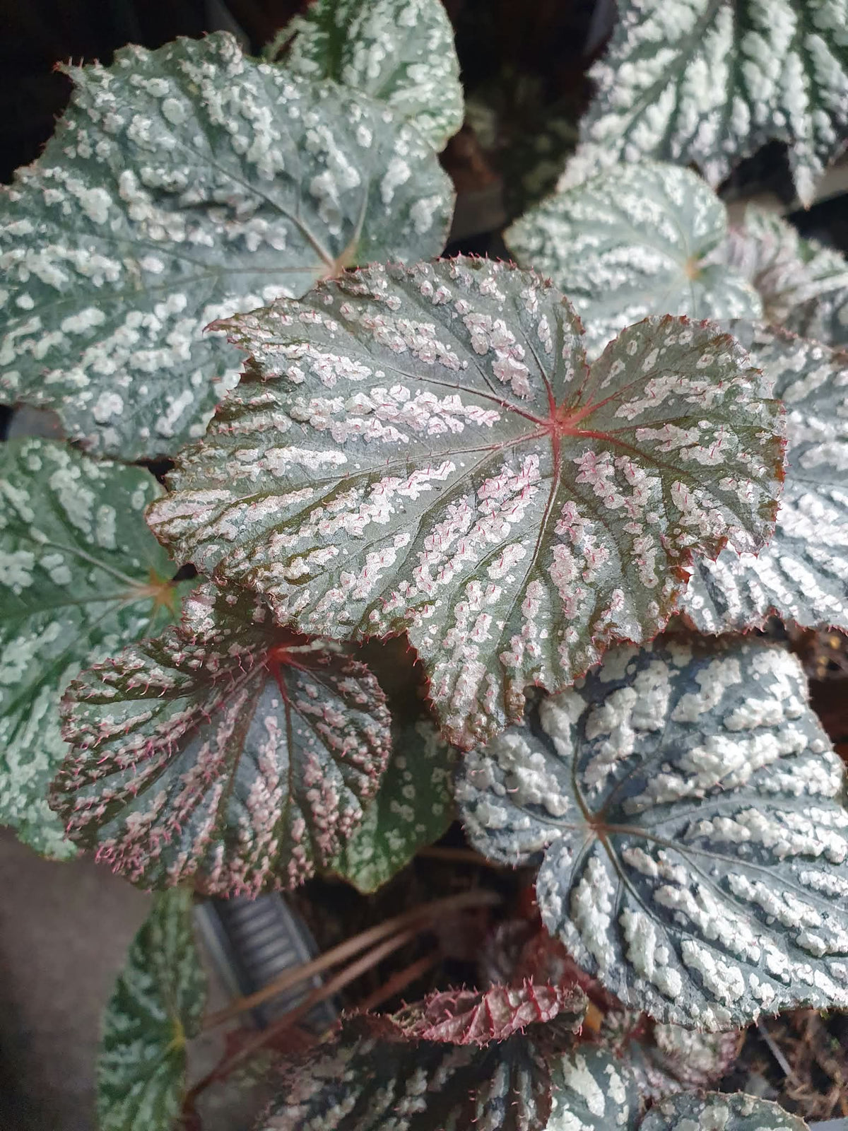 Begonia 'Little Moon'