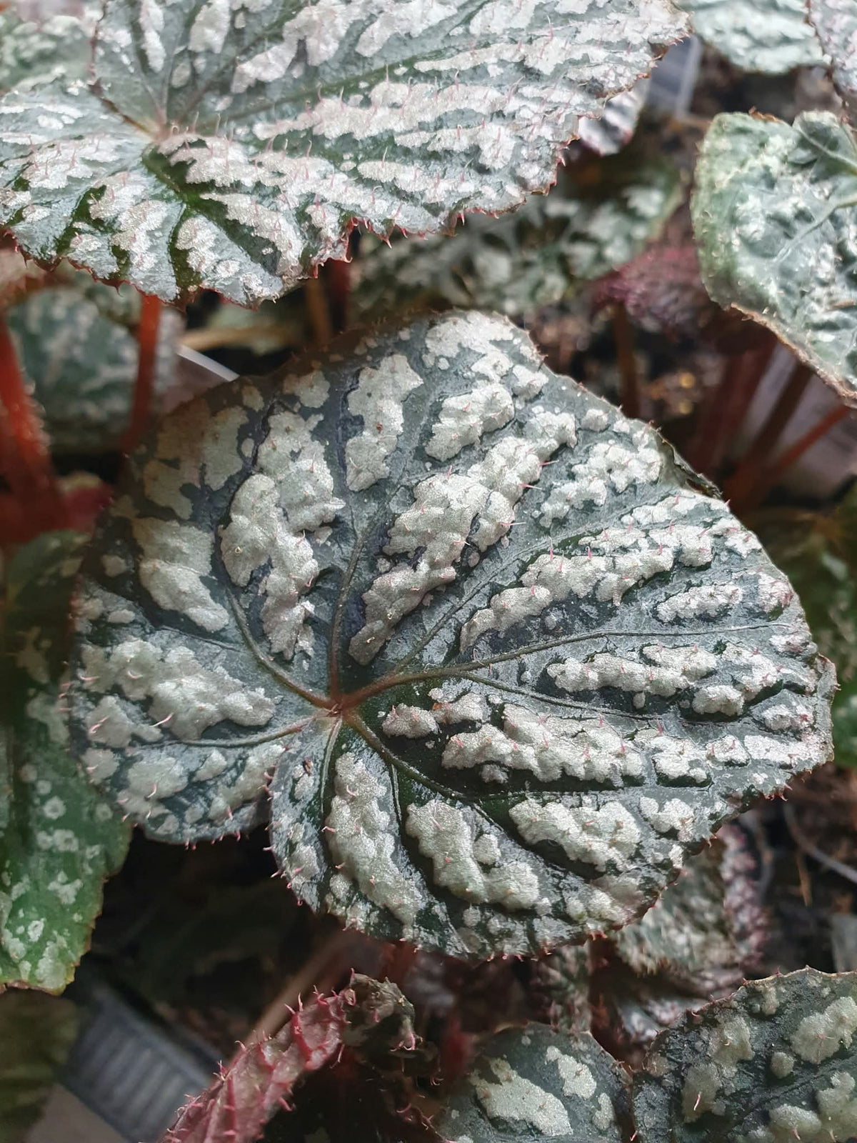 Begonia 'Little Moon'