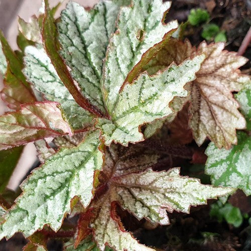 Winterbegonia 'Silver Splendour'
