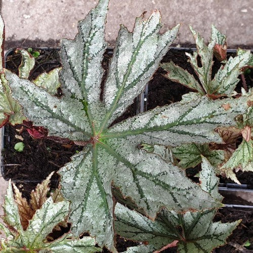 Winterbegonia 'Silver Splendour'