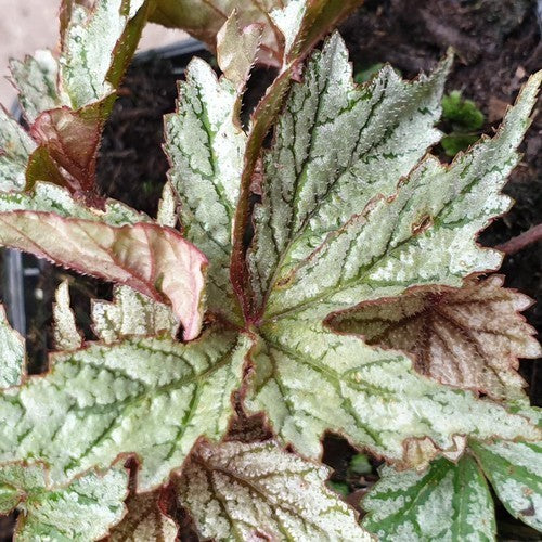Winterbegonia 'Silver Splendour'