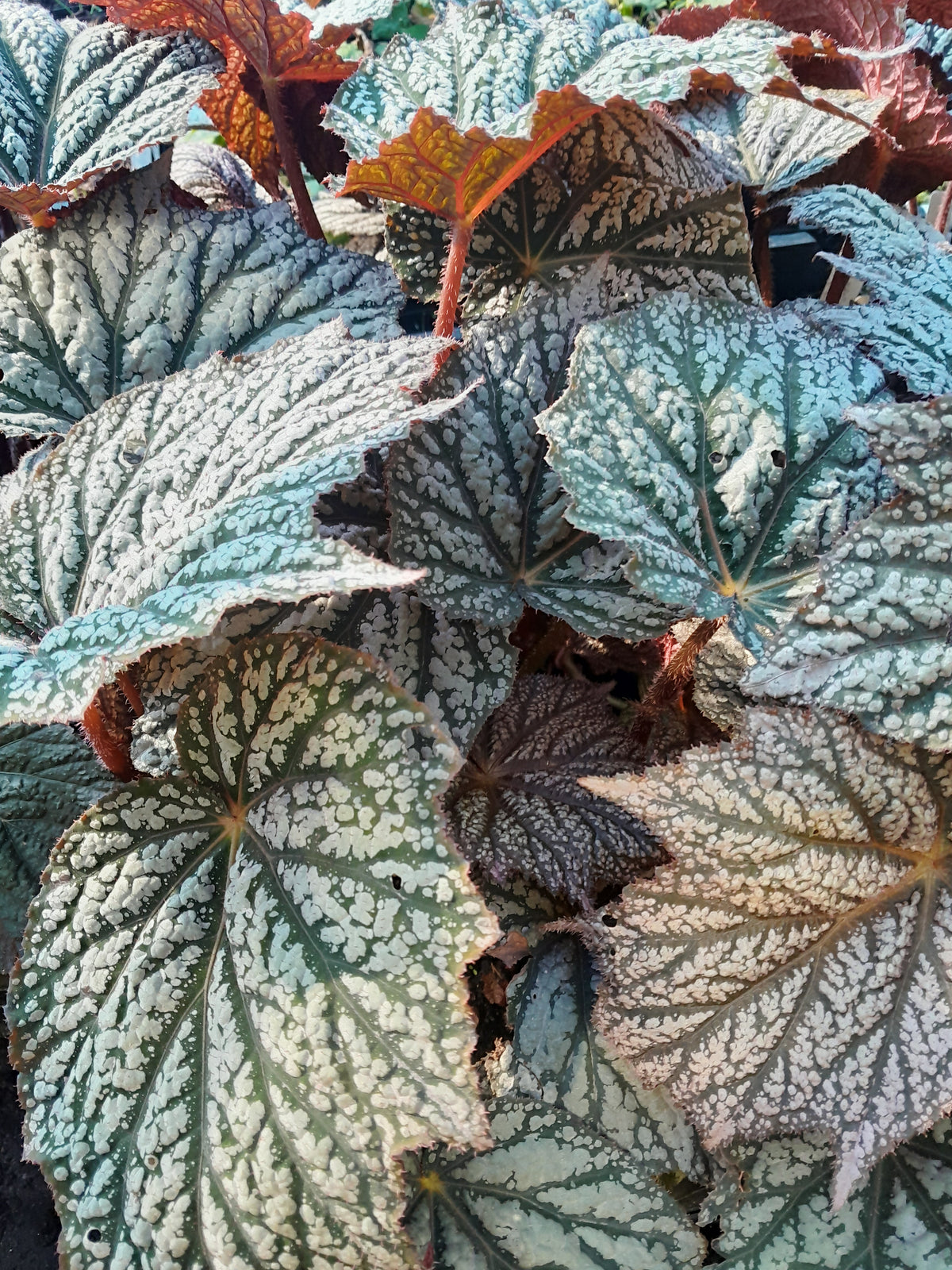 Winter Begonia 'Sterling Moon'