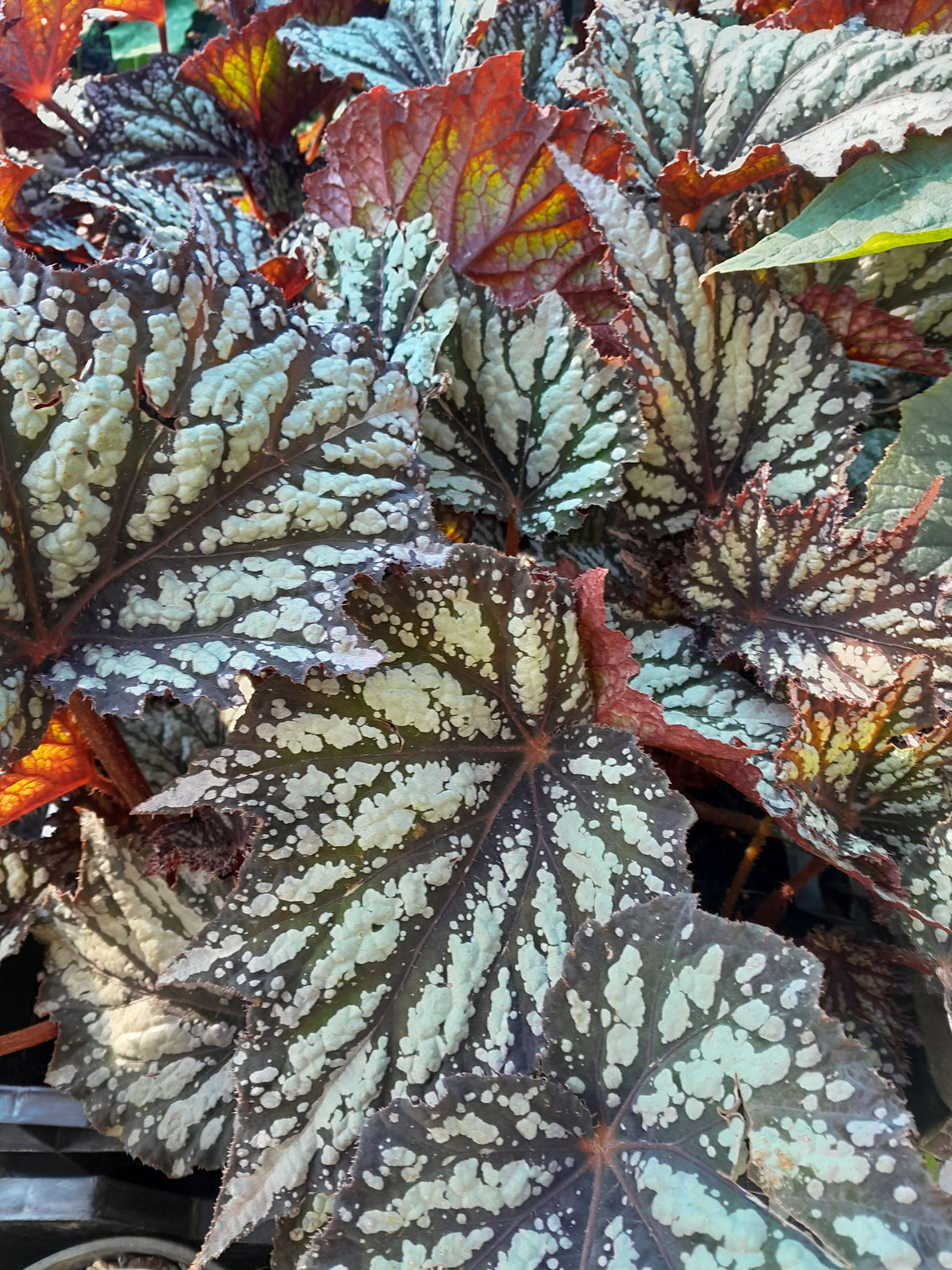 Winterbegonia 'Summer Storm'
