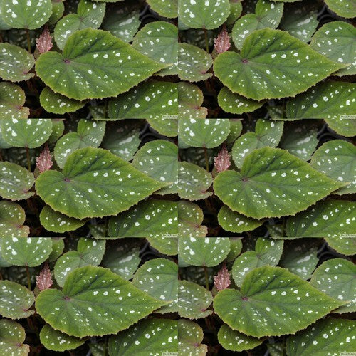 Winter Begonia 'Sparkle & Shine'