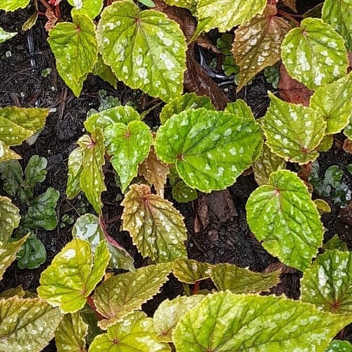 Winter Begonia 'Sparkle & Shine'