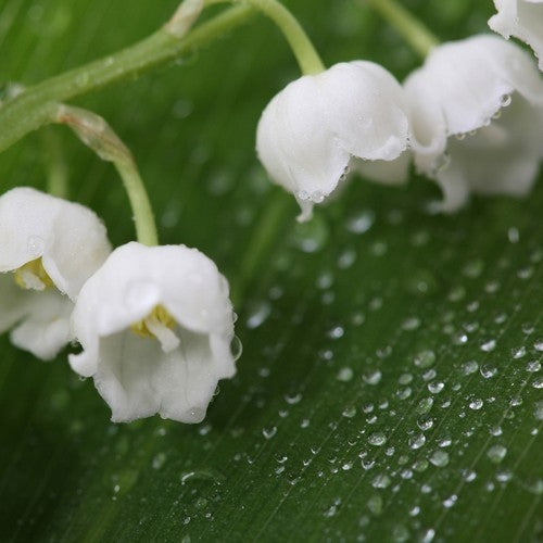Lily of the Valley 'Alba'
