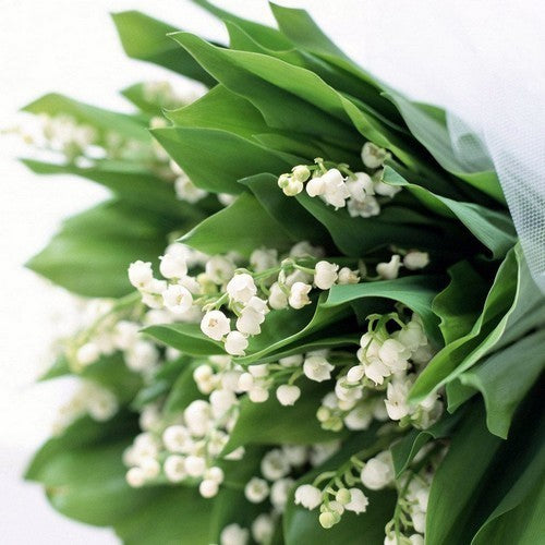 Lily of the Valley 'Alba'