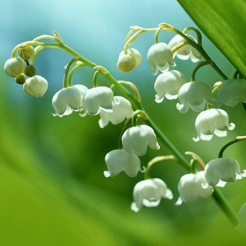 Lily of the Valley 'Alba'