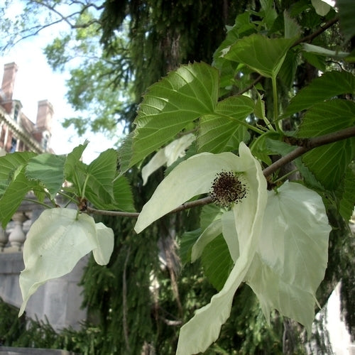 Zakdoekjesboom of Vaantjesboom