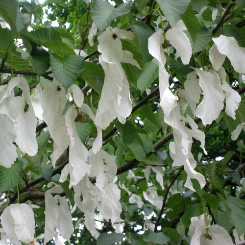 Zakdoekjesboom of Vaantjesboom
