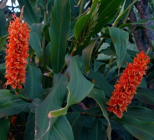 Sier Gember 'Assam Orange'