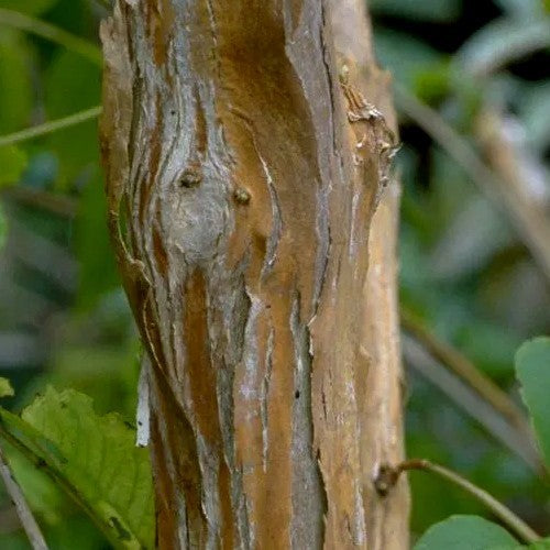 Zevenzonenboom