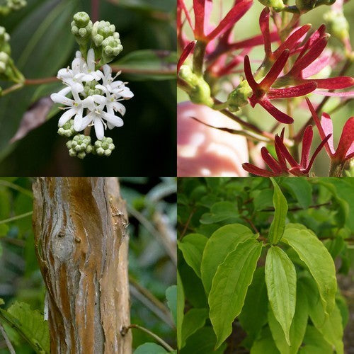Zevenzonenboom