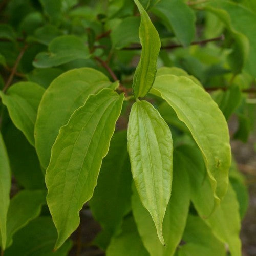 Zevenzonenboom