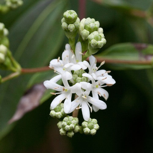 Zevenzonenboom