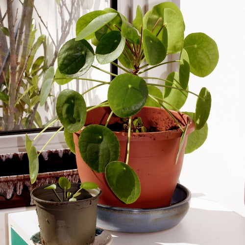 Pannenkoekplant