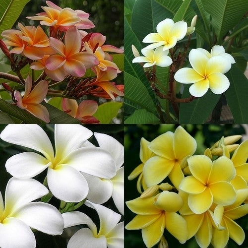 Frangipani 'Seedlings Mix'