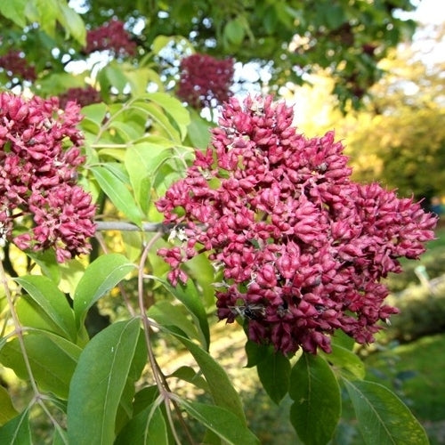 Bijenboom