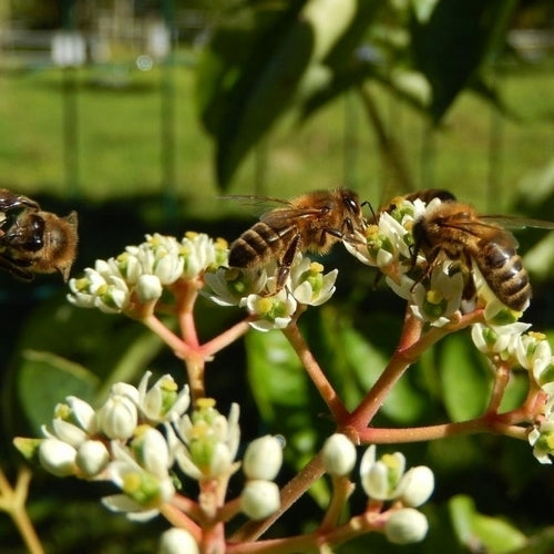 Bijenboom