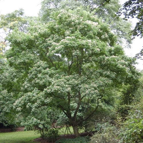Bijenboom