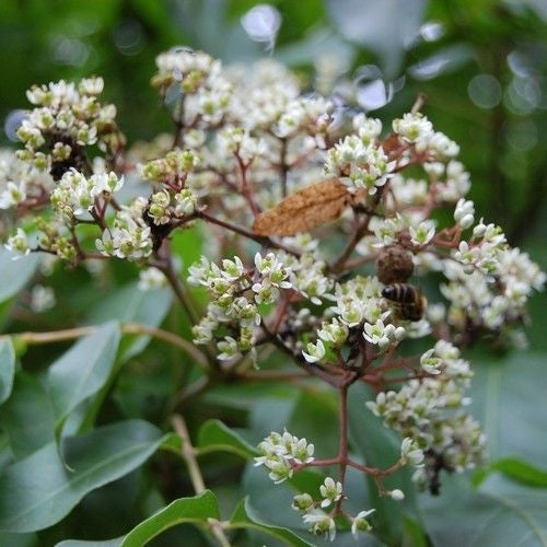 Bijenboom