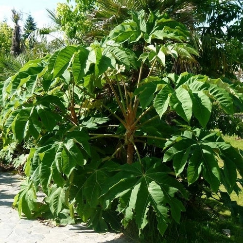 Rijstpapierplant