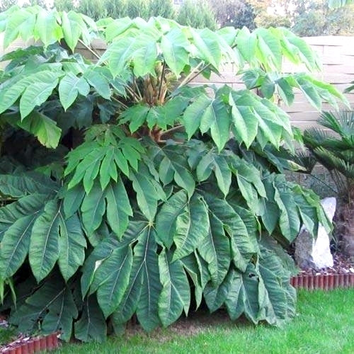 Rijstpapierplant