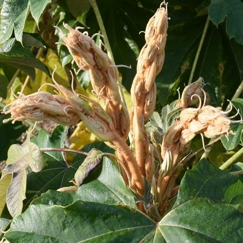 Rijstpapierplant