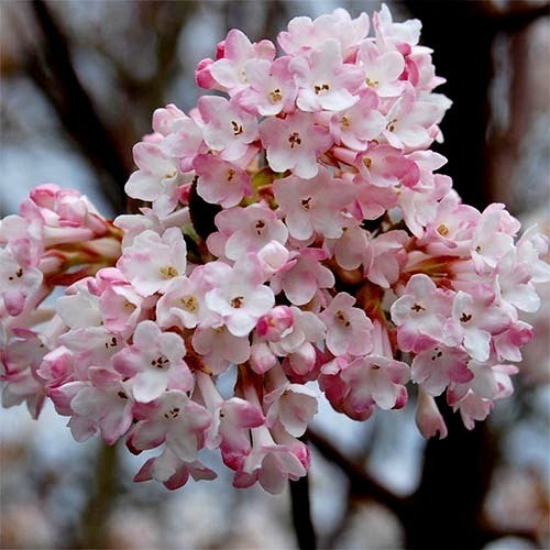 Wintersneeuwbal 'Charles Lamont'