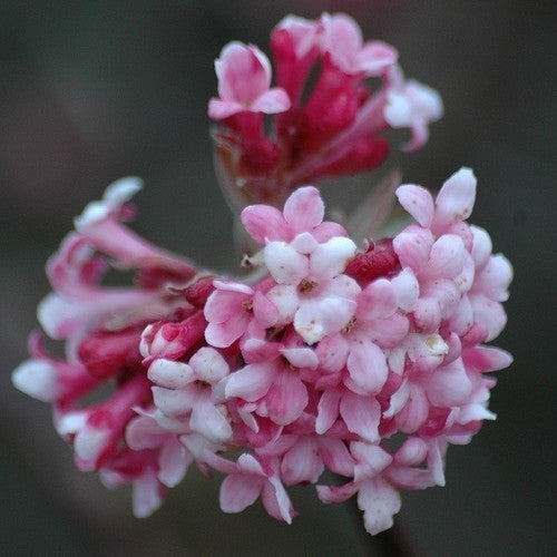 Wintersneeuwbal 'Charles Lamont'